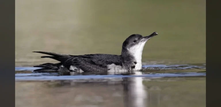 Successful Rat Removal Project on St Agnes and Gugh Boosts Seabird Numbers Over Twelve Years
