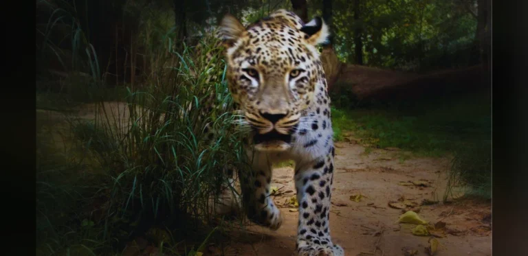 Leopard Attack Results in Fatality Near Sujauli in Katarniaghat Region