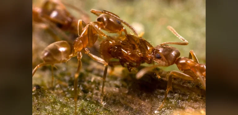 Argentine Ants Maintain Extensive Global Territorial Conflicts