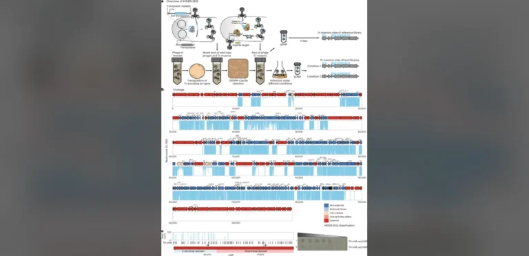 New Sequencing Technique Maps Bacteriophage Gene Roles