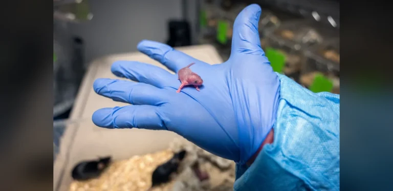 Study Suggests Carbon Dioxide Inhalation May Help Restore Nerve Regrowth in Mice
