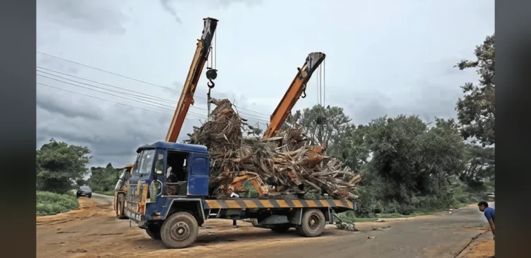 Hyderabad Developer Preserves 800 Mango Trees During Road Construction Project