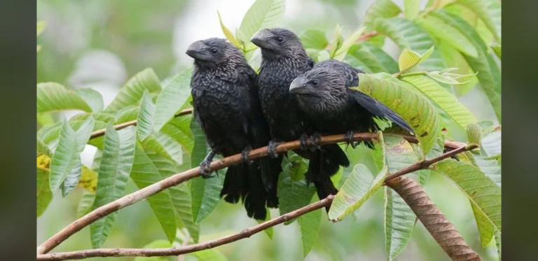 Farmers Introduced Bird to Control Ticks, El Nino Helped Spread It to Galapagos
