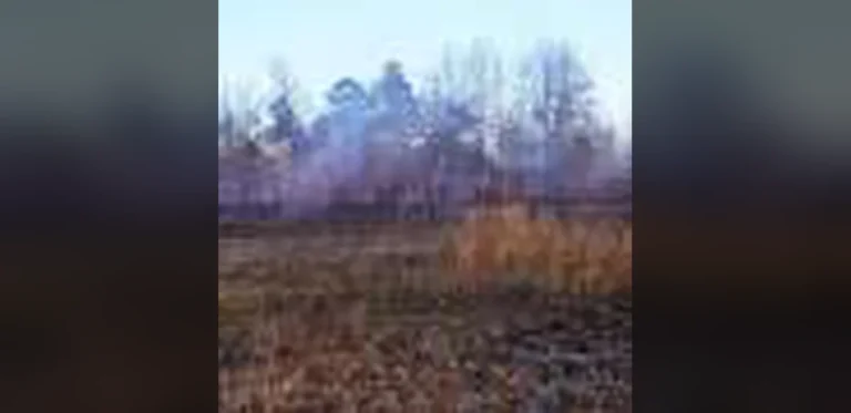 Bobwhite Quail Sightings Reported After Habitat Restoration Work