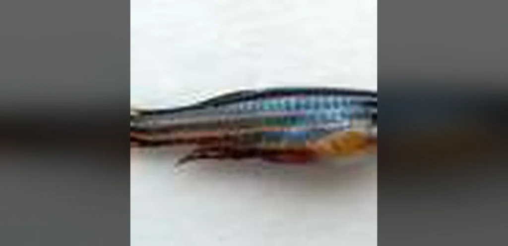 Erk Activity Gradients Steer Zebrafish Fin Restoration After Damage