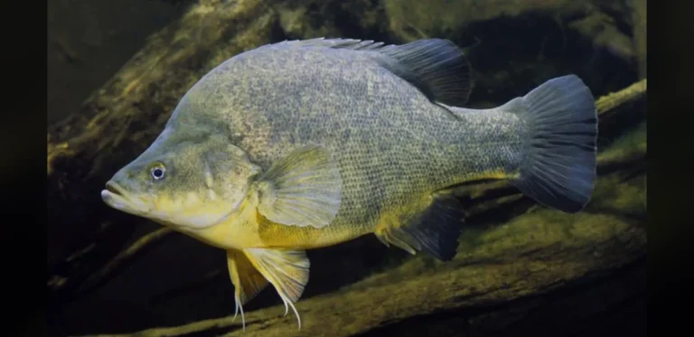 Timber Habitat Restoration Boosts Fish Populations in Major Australian River Section