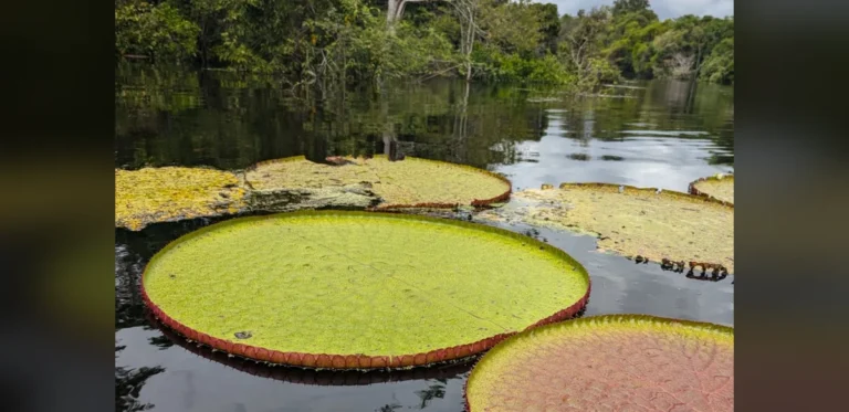 Recent Findings Nearly Double the Count of Known Giant Waterlily Species