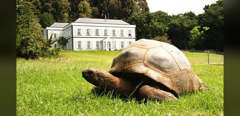 Jonathan the Giant Tortoise Reaches 198 Years: Exploring Longevity in Nature