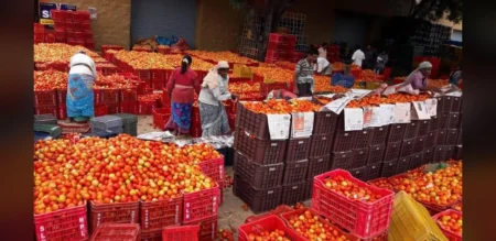 Low Tomato Supplies Drive Price Increases in Andhra Pradesh Before Festivals