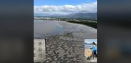 Seagrass Meadows in Cairns Harbor Show Recovery with Shifted Fish Populations