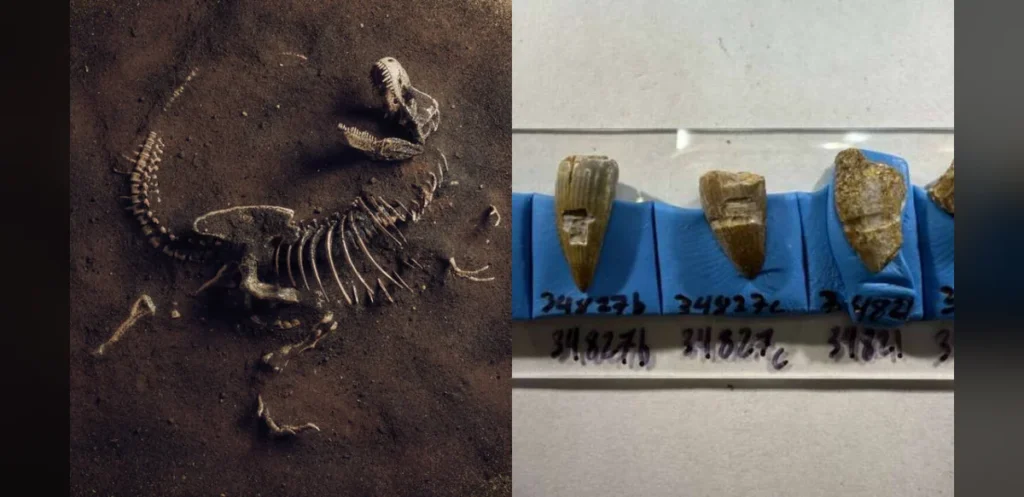 Fossil teeth suggest dinosaurs ate seaweed washed ashore 100 million years ago