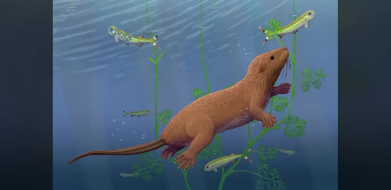 Fossil mammal with reptile-like teeth changes picture of our evolution