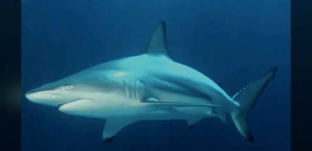 Study Reveals Blacktip Sharks Detect Distant Low-Frequency Sounds in Wild